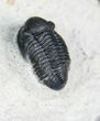 Double Gerastos Trilobite Specimen #4136-1